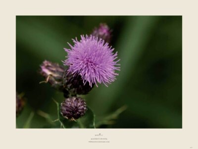 akustikbillede 120x90 agertidsel