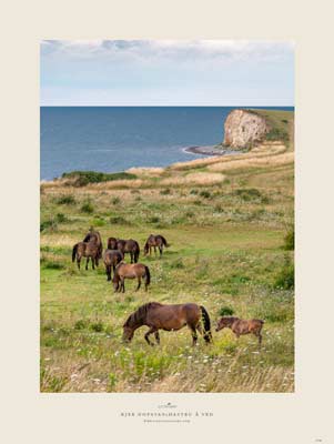 tryghedsskabende naturfotos - heste på Langeland