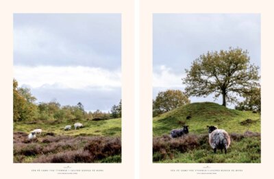 224 Får på græs ved Tvehøje i Legind Bjerge på Mors