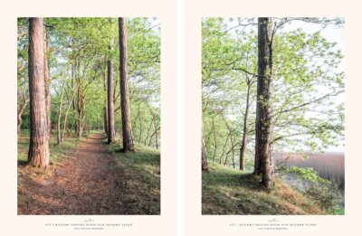 242 Sti i Bognæs Skoven nord for Holbæk Fjord