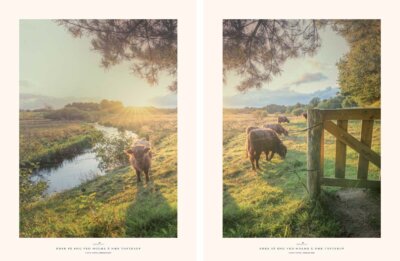 251 Køer på eng ved Holme Å nær Tofterup (1)