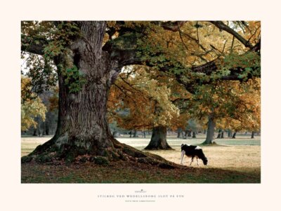 115 Stilkeg ved Wedellsborg Slot på Fyn