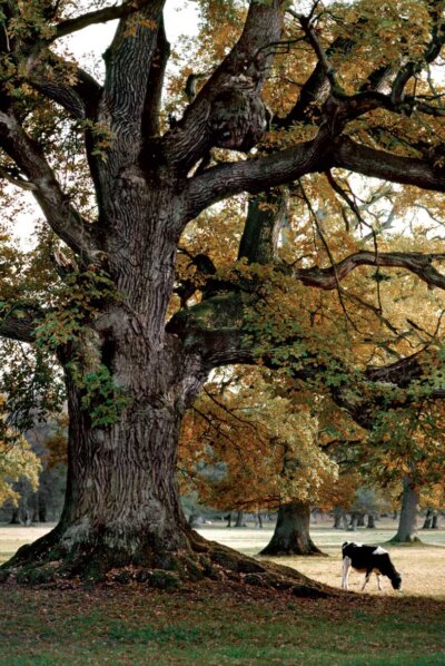 115 Stilkeg ved Wedellsborg Slot på Fyn