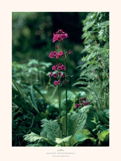123 Japansk etageprimula
